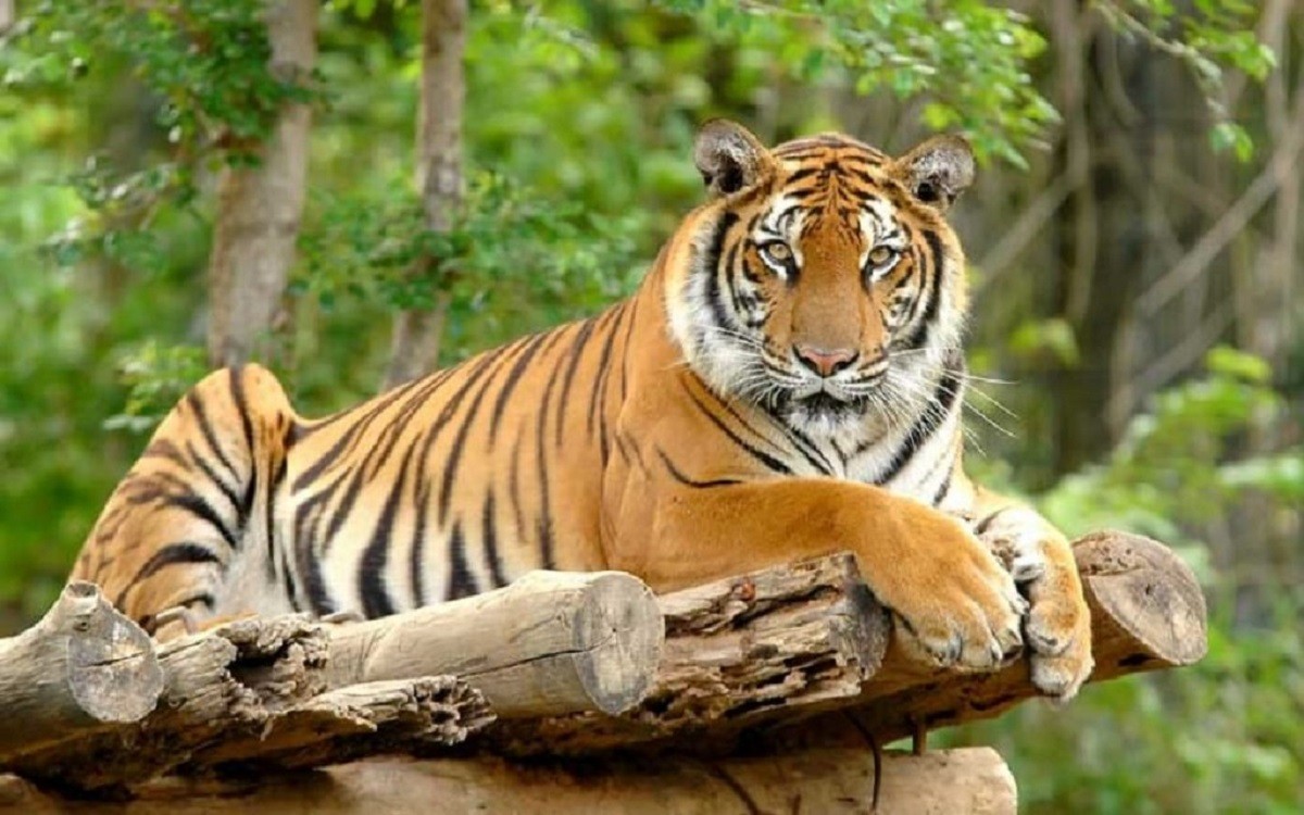 कञ्चनपुरमा मान्छे खाने बाघ २२ घन्टा पछि नियन्त्रणमा