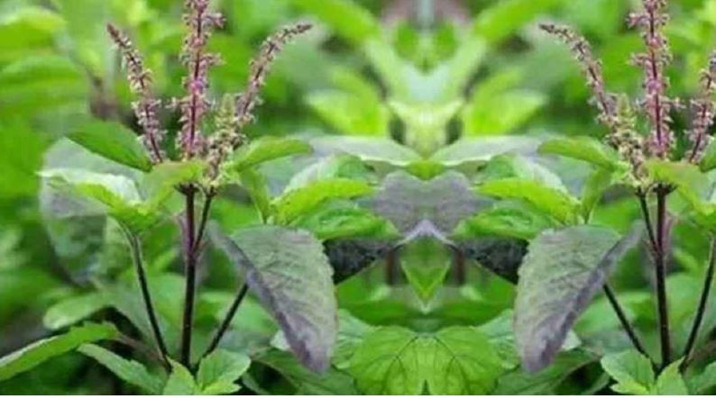 ब्लड प्रेसर लो का लागि लाभदायक तुलसीको पात