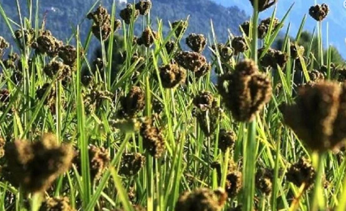 यस्ता छन्, स्वास्थ्यका लागि कोदो खानुका फाईदाहरु