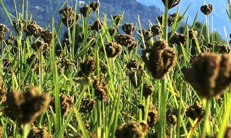 व्यावसायिक कोदोखेतीतर्फ आकर्षित हुँदै किसान, धान–मकै लगाउन छाडे