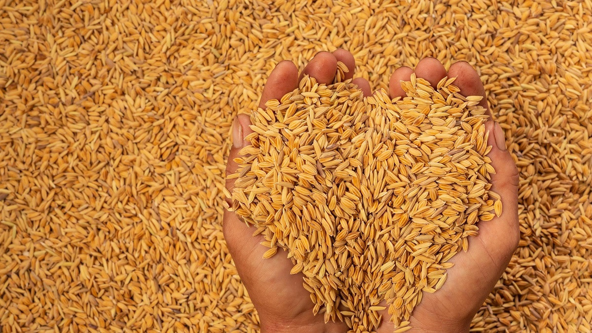 खाद्यले किन्यो लक्ष्यको ७३ प्रतिशत धान