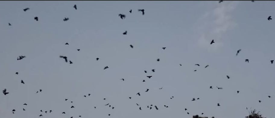 काठमाडौँमा बर्डफ्लु कागले फैलायो – पशु सेवा विभाग