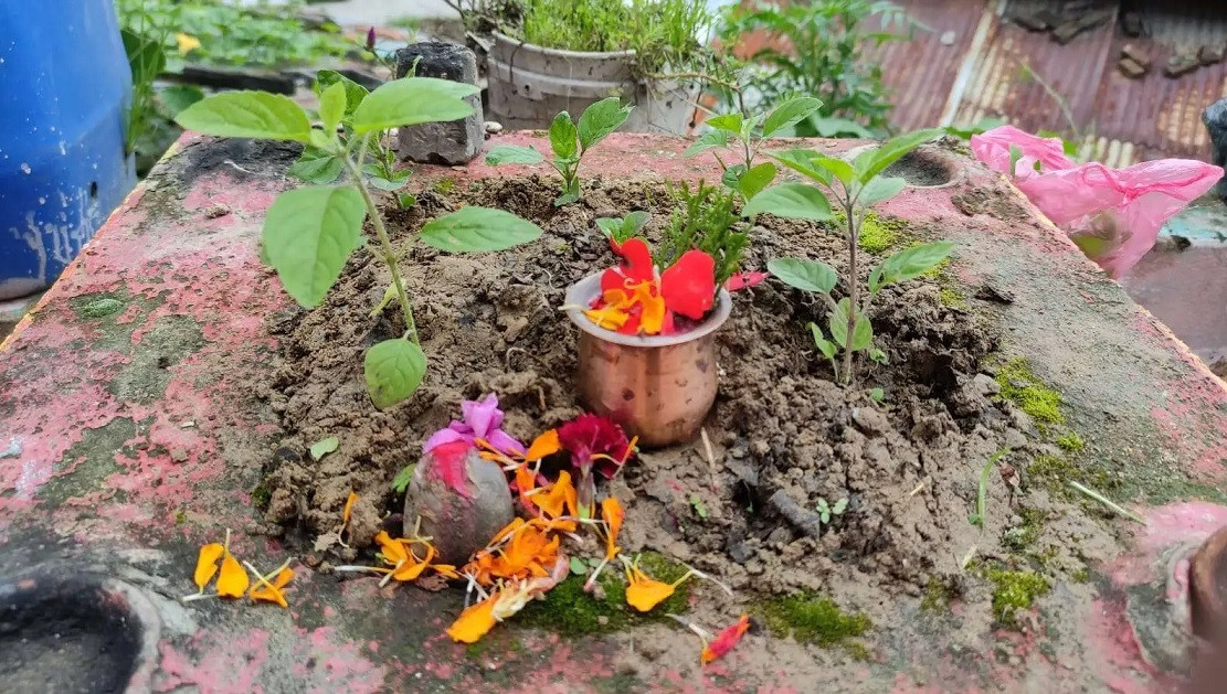 आज हरिशयनी एकादशी: तुलसीको बिरुवा रोप्ने दिन