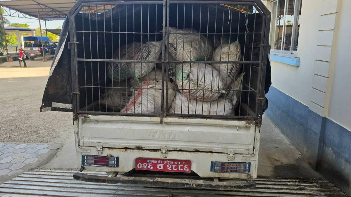 सर्लाहीमा ३३० किलो गाँजासहित एक जना पक्राउ