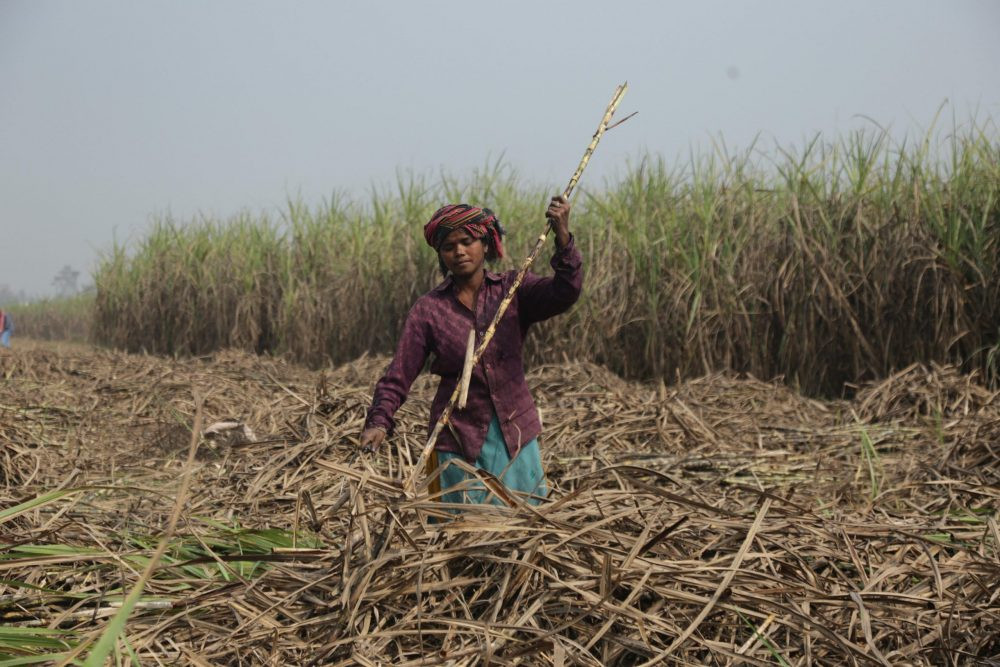 उखु किसानलाई एक अर्ब ५० करोड अनुदान
